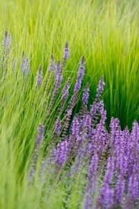 photo_12497_20100215