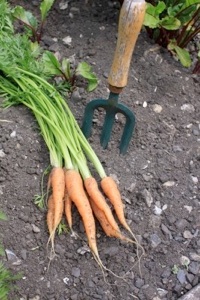 photo_13392_20100306