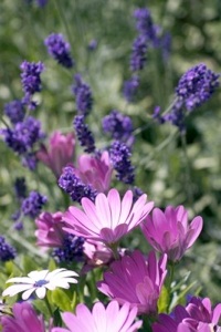 photo_18982_20100720